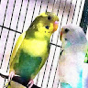 Meet your Posher, Mj